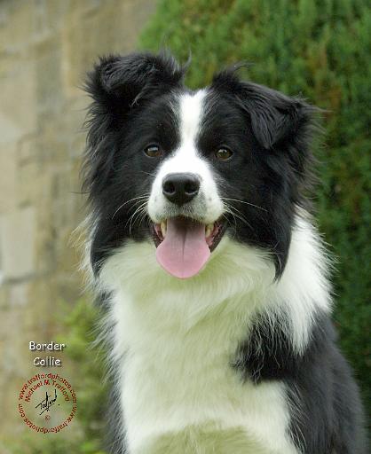 Border Collie 9A014D-19.JPG